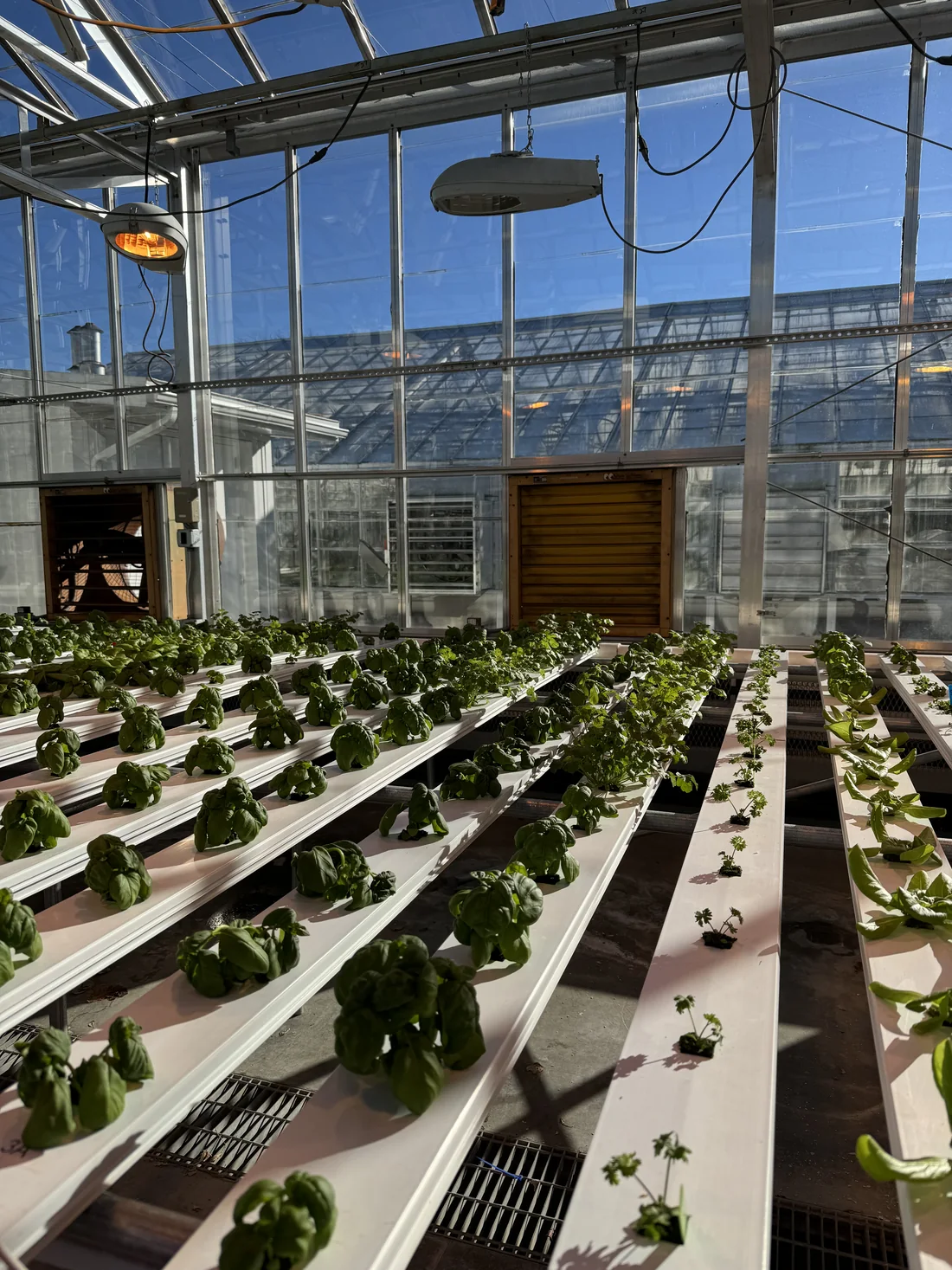 Rows of lettuce growing under a greenhouse roof